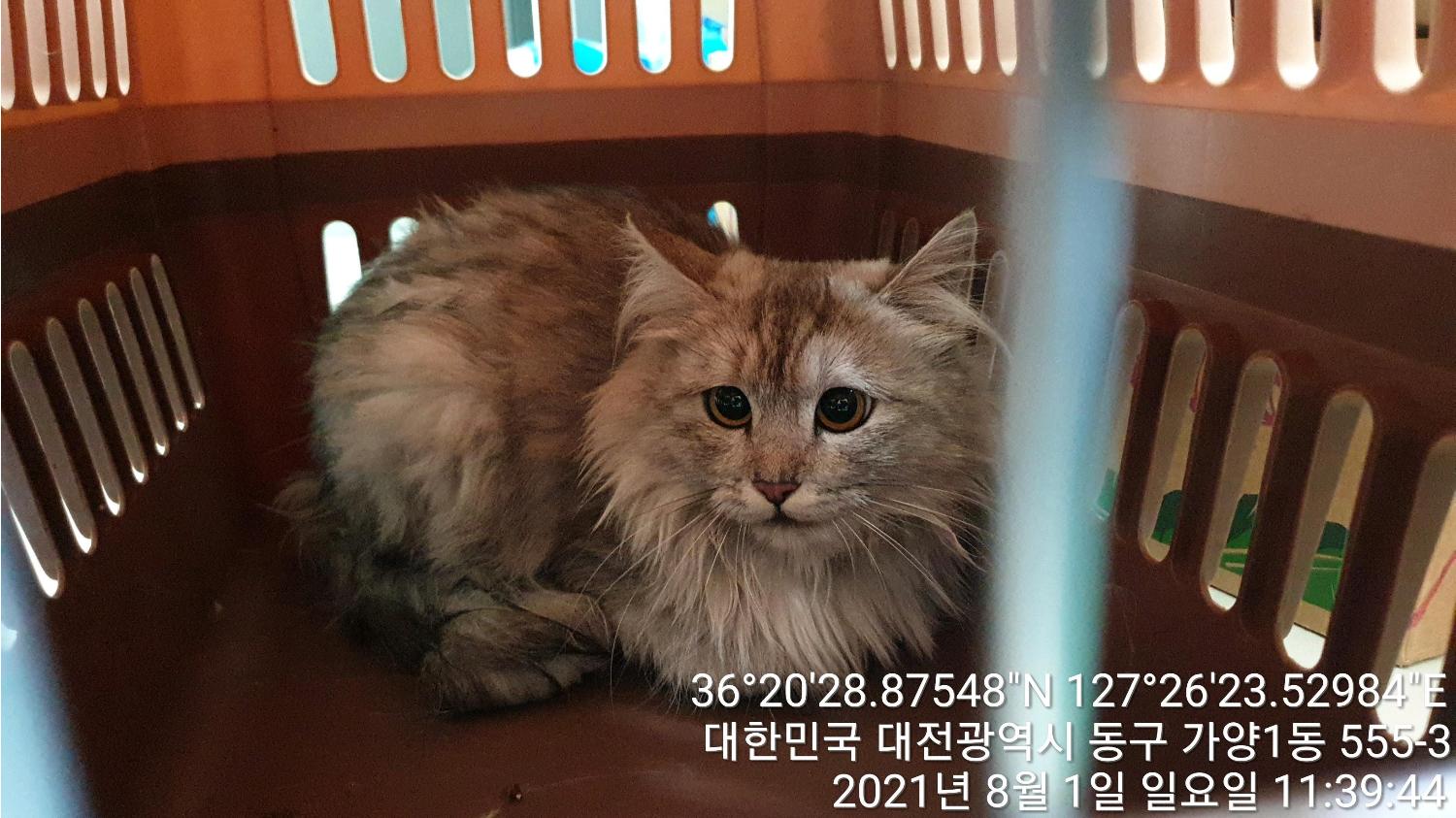 대전 동구 가양동 아침마을아파트에서 페르시안 고양이 발견 보호